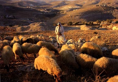 shepherd-sheep