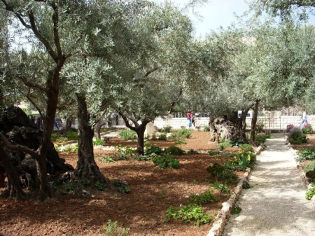 The traditional site of the Garden of Gethsemane, on the Mount of Olives.