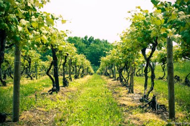 lake seneca vineyard